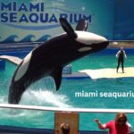 Read comprehensive Miami Seaquarium reviews to learn about visitor experiences, the best attractions, and tips for making the most of your visit.