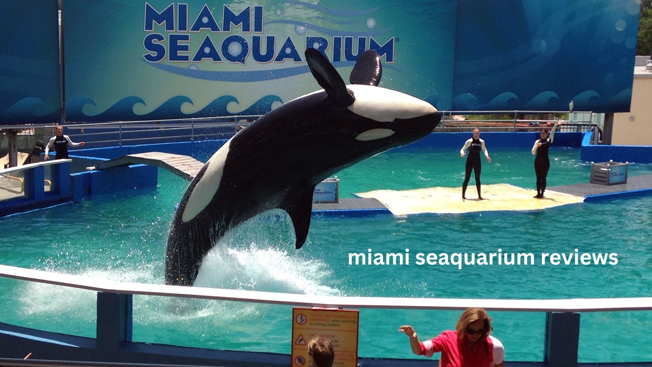 Read comprehensive Miami Seaquarium reviews to learn about visitor experiences, the best attractions, and tips for making the most of your visit.