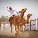 Top Camel Racing Predictions