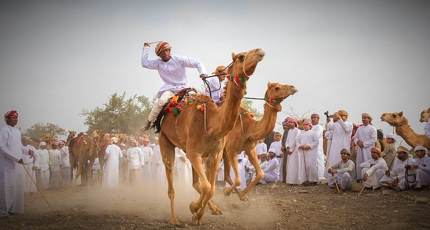 Top Camel Racing Predictions