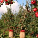 Apple Orchard in Kashmir