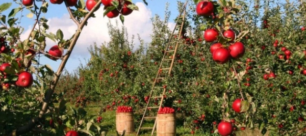 Apple Orchard in Kashmir