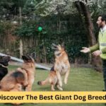 https://razasdeperros.net/grandes: Explore the best large dog breeds