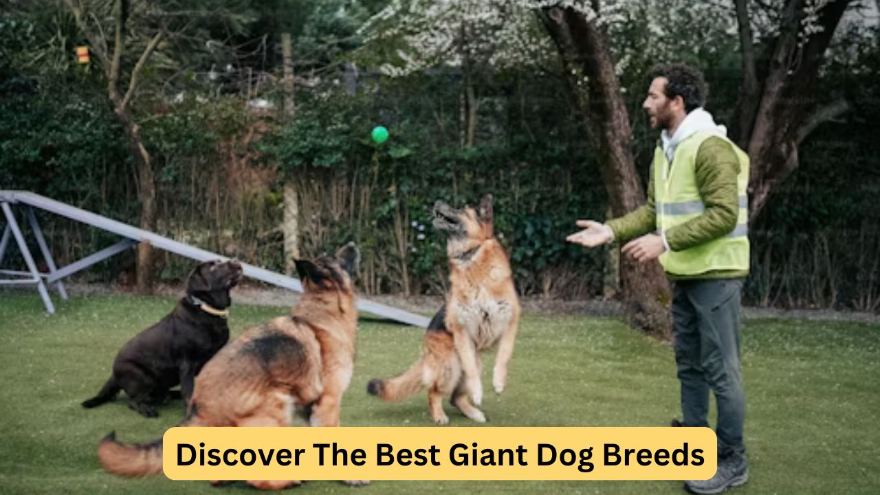 https://razasdeperros.net/grandes: Explore the best large dog breeds